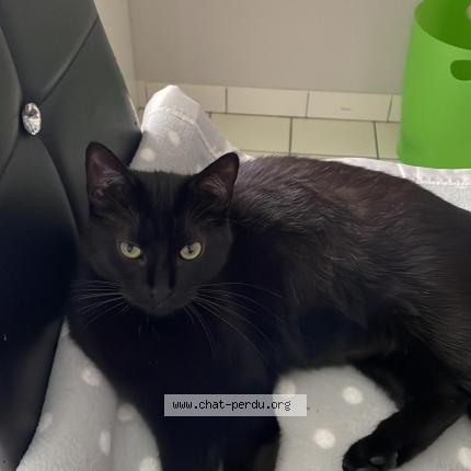 Foto 1/1 OPALE Chat perdido en Saint andre de cubzac