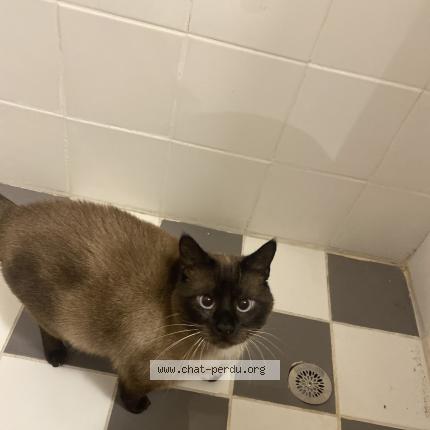 Foto 1/1 Maxwell Chat perdido en Massy palaiseau