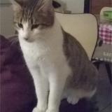Foto del gato perdido en Avrille