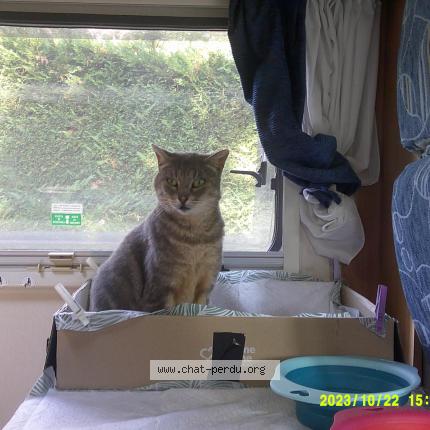 Foto 1/1 malia Chat perdido en Talmont saint hilaire