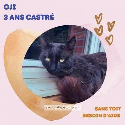 Foto 1/1 Oji chat SDF Chat perdido en Cahors