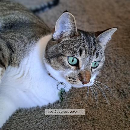 Foto 1/1 Chibi Chat perdido en Edmonton