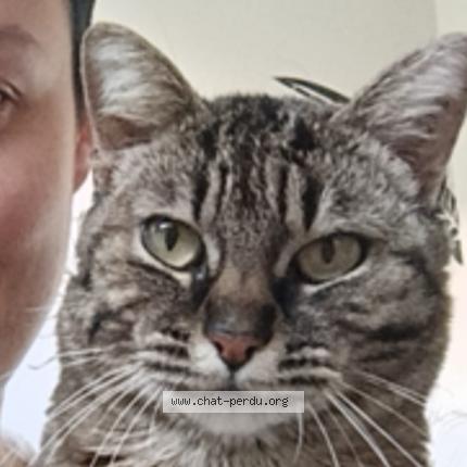 Foto 1/1 Lavande Chat perdido en Chissay en touraine