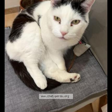 Foto 1/1 Démon Chat perdido en Montceau les mines