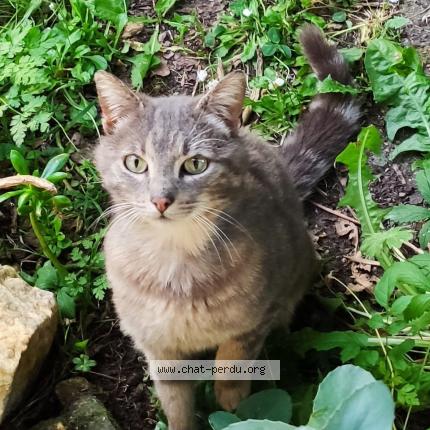 Foto 1/1 Petit No&euml; Chat perdido en Vertou