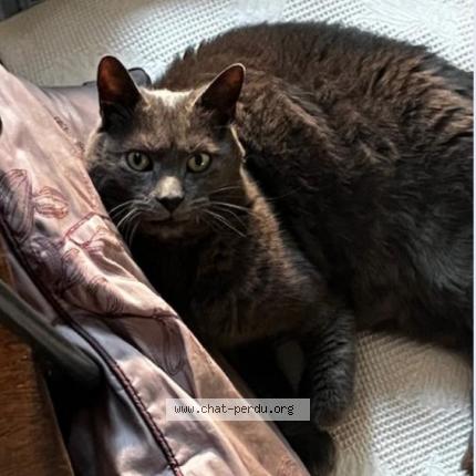 Foto 1/1 Malo Chat perdido en Angers