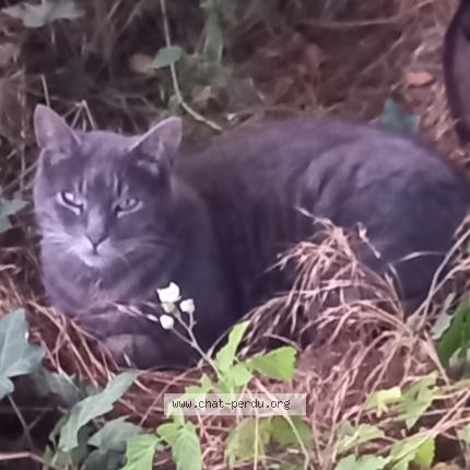 Foto 1/1 Gato encontrado Encontrado en Brou