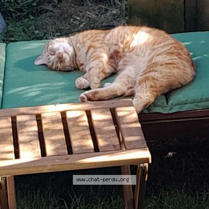 Foto 1/1 Ninou Chat perdido en Seyssins