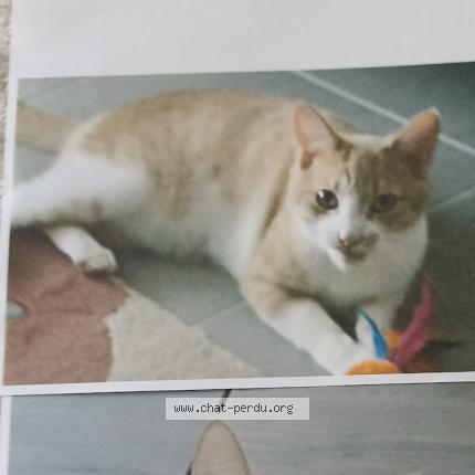 Foto 1/2 Caramel Chat perdido en Corneilhan