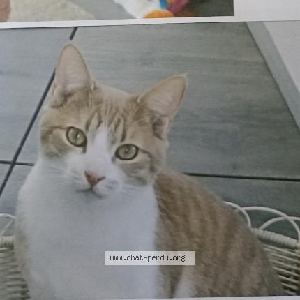 Foto 2/2 Caramel Chat perdido en Corneilhan