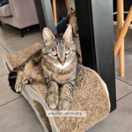 Foto 1/1 Fritz Chat perdido en Cuille