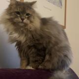 Foto del gato perdido en Lyon