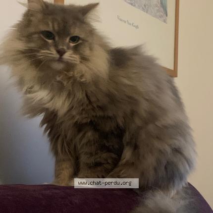 Foto 1/1 Prince Chat perdido en Lyon