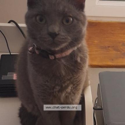 Foto 1/1 Tia Chat perdido en Le malesherbois