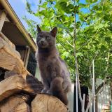 Foto del gato perdido en Roubaix