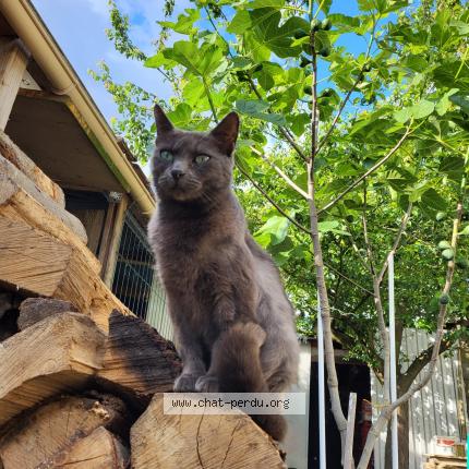 Foto 1/1 Pina Chat perdido en Roubaix