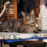 Foto del gato perdido en Roubaix