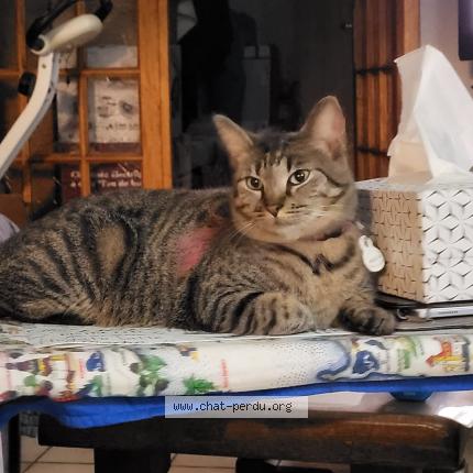 Foto 1/1 Clochette Chat perdido en Roubaix