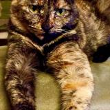 Foto del gato perdido en St Vit