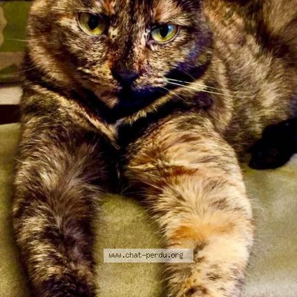 Foto 1/1 Canelle Chat perdido en St vit