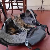 Foto del gato perdido en Marseille 06