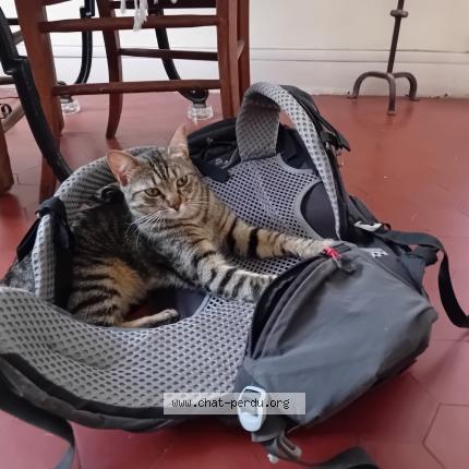 Foto 1/1 Gato encontrado Perdido en Marseille 06