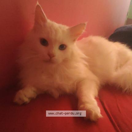 Foto 1/1 Rogue Chat perdido en Chavigny bailleul