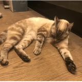 Foto del gato perdido en Pace