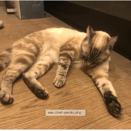 Foto 1/1 Gato encontrado Perdido en Pace