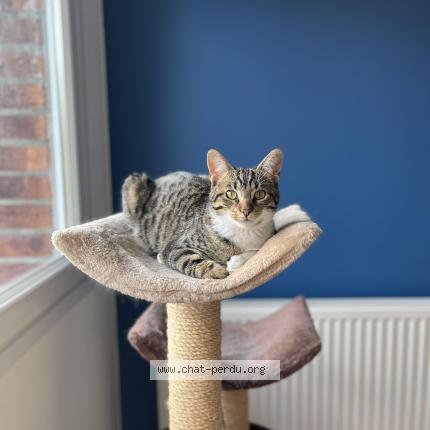 Foto 1/1 Ponyo Chat perdido en Arras