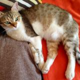 Foto del gato perdido en Saint Martin Le Vinoux