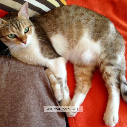 Foto 1/1 Choupi Chat perdido en Saint martin le vinoux