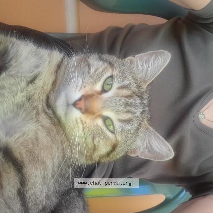 Foto 1/1 Coco Chat perdido en Pau