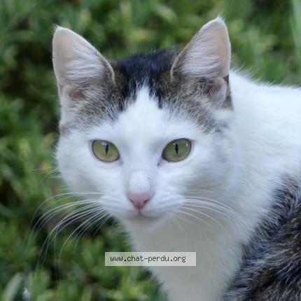 Foto 1/1 Zelda Chat perdido en Chassiers