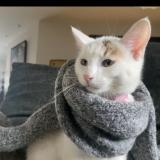 Foto del gato perdido en Ceyrat