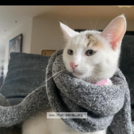 Foto 1/1 Clochette Chat perdido en Ceyrat