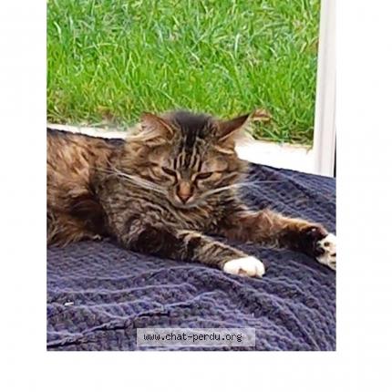 Foto 1/1 Lilou Chat perdido en St hilaire de clisson