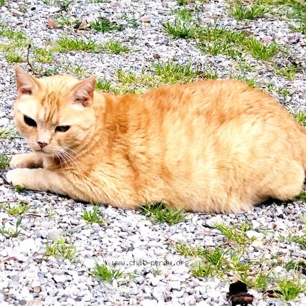 Foto 1/1 Harry Chat perdido en Salignac