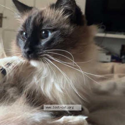 Foto 1/1 Echo Chat perdido en London