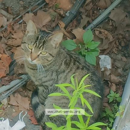 Foto 1/1 Gato encontrado Encontrado en Paris