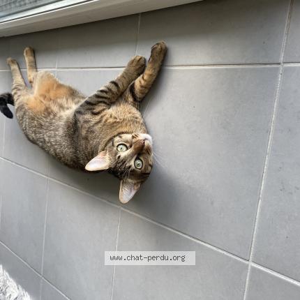 Foto 1/1 Jobop Chat perdido en Labastide beauvoir