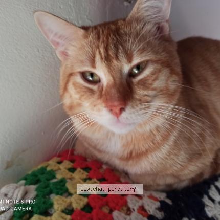 Foto 1/1 Freddie Chat perdido en Grenay