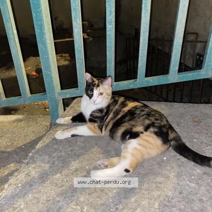 Foto 1/1 Gato encontrado Encontrado en Saint genies de fontedit