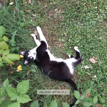 Foto 1/1 Peggy Sergent Chat perdido en Saint genis de saintonge