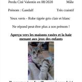 Foto del gato perdido en Longvic