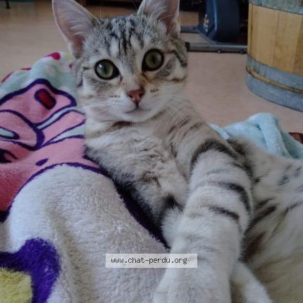 Foto 2/2 GANDALF Chat perdido en Longvic