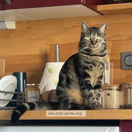 Foto 1/1 Toulouse Chat perdido en Checy