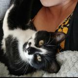 Foto del gato perdido en Champniers Reilhac