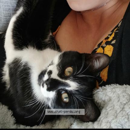 Foto 1/1 Gato encontrado Perdido en Champniers reilhac