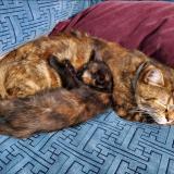 Foto del gato perdido en Paris 18e Arrondissement